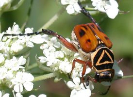 Delta Flower Scarab